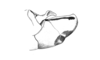 Chlorus bolivianus Bruner, 1913: Fig. 4Z. male abdomen tip, lateral view. (Otu).