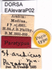 CollectionObject 1537604; a252cbca-1224-470c-9b4e-a1da39d15166: labels (paratype). (CollectionObject).