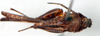 CollectionObject 1585249; e4aa2182-69e9-48cc-9056-303dcadb2b23: female, ventral view (syntype). (CollectionObject).