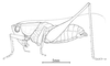 Odontoxiphidium apterum Morse, 1901: male habitus. (Otu).