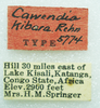 CollectionObject 1523759; 90b39ce3-9478-4253-a4b8-2dfbd6646222: male, labels (Holotype of Cawendia kibara). (CollectionObject).