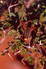 CollectionObject 1536657; 4aa0438b-cf15-4517-ac4c-39ab442d8034, CH6947: male, dorsal view. (CollectionObject).