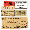 CollectionObject 1587591; MNHN(SF IMPORT DUPLICATE) MNHN-EP-EP1502, 574c82d7-456a-4ca9-af73-27c3a9c4f60b: CC BY-NC-ND 4.0/MNHN - Depraetere Marion - 2014. Type, male, of alluaudi Bolívar, 1895. Specimen number: MNHN-EP-EP1502. http://coldb.mnhn.fr/catalognumber/mnhn/ep/ep1502. (CollectionObject).