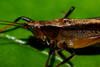 CollectionObject 2286736; 8b04c3e3-8d77-4f37-b68c-f1f68ba1e98f: male. (CollectionObject).