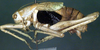 Zacycloptera atripennis Caudell, 1907: male (Nevada, Nye County). (Otu).