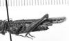 Image Carbonell, C.S female, lateral view (paralectotype?). Depicts Derotmema saussureanum Scudder, 1900, an Otu.