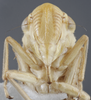 Head on Evacanthus (Nufrieva) asiaticus Oshanin, 1871: Head/Face. (Observation).