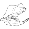 Pygofer, lateral view on Drabescus ogumae Matsumura, 1912: Pygofer, lateral view. (Observation).