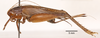 CollectionObject 1523681; 81694062-b2b5-4d88-8082-d8b49849267e, ANSP1114: female, lateral view (holotype). (CollectionObject).