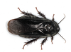 CollectionObject 1576560; 4ae9a67f-4fcd-473b-b0a1-1c3d879057f5: Copyright David Rentz. (CollectionObject).