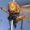 CollectionObject 1516153; 72107544-2998-48f8-8865-4611f8810302: female, frontal view (holotype). (CollectionObject).