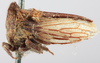 Habitus, lateral view on Cebes areolatus (Goding, 1903) now Cebes transiens (Walker, 1851): (Observation).