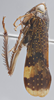 Habitus, lateral view on Dicodia rhombifer (Linnavuori, 1956): Lateral. (Observation).