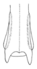Achurum sumichrasti (Saussure, 1861): Pl. 4, Fig. 3. male, dorsal view of distal extremity of dextral caudal tibia. (Otu).