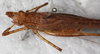 CollectionObject 1532279; dabf441d-7d96-4bf9-aa8c-20a448a305fc: female, dorsal view. (CollectionObject).