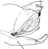 Pygofer, lateral view on Aguriahana forficata Chiang, Hsu & Knight, 1989: Pygofer, lateral view. (Observation).