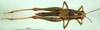 CollectionObject 1502512; 1762acbf-b4da-48af-925e-4c09dd67f706: female, dorsal view (syntype). (CollectionObject).;CollectionObject 1502513; 88d7bd78-8790-4625-8ae4-2e7cec198120: female, dorsal view (syntype). (CollectionObject).