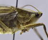 CollectionObject 1593696; 83bc41af-7d79-40c7-bf4e-c262ba8bf88b: male head and pronotum, lateral view. (CollectionObject).