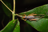 FieldOccurrence 3523; 30031437-ff24-40e6-b4da-9035ecc0cd65; Brazil: Rio de Janeiro
Rio de Janeiro, Parque Nacional da Tijuca, 2021/09/10-2021/09/11
Pedro Souza-Dias: female. (FieldOccurrence).