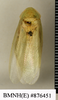 CollectionObject 1572973; 4a43a321-51e3-4cb9-917a-b3e9890f6fa2: Copyright Natural History Museum, London. Non-type (adult female) in BM(NH). Dorsal view. (CollectionObject).