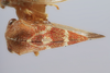 Habitus, dorsal view: !! display not done !! on Cyrtolobus arizonae Ball, 1932: (Observation).