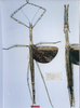 CollectionObject 1557418; ee7e2e04-43fe-4ce9-961f-81e6084379fa: copyright MNHN, Paris. female of synonym Palophus rothschildi (syntypes). (CollectionObject).