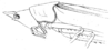 Pyrgocorypha subulata (Thunberg, 1815): Pl. III, Fig. 22. head and pronotum, lateral view. (Otu).