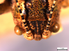 CollectionObject 1537730; 636a0a51-ce55-445f-a7d7-5509e8e3a825: male head, dorsal view (holotype). (CollectionObject).
