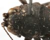 CollectionObject 1541815; b11a9d1c-e740-40b6-bd45-7faa2e5cdc34: female pronotum, dorsal view (paratype). (CollectionObject).