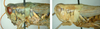 Melanoplus lakinus (Scudder, 1878): (Otu).
