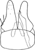 Subgenital plate, ventral view on Arboridia (Arboridia) silvarum (Vilbaste, 1968): Pygofer ventral appendages, ventral view. (Observation).