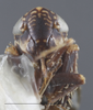 Head on Deltocephalus castoreus Ball, 1899: Head/Face. (Observation).