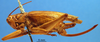 CollectionObject 1578133; d9260838-946f-4f33-bd21-57ff6da936e3: female, lateral view. (CollectionObject).