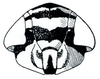 Head: !! display not done !! on Doratura Sahlberg, 1871: Doratura stylata, face. (Observation).