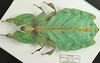 Pulchriphyllium giganteum (Hausleithner, 1984): copyright Royce Cumming. female (from Peninsular Malaysia). (Otu).