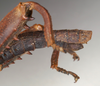 CollectionObject 1557598; NMW 705, 70675b13-8832-4a74-b6e1-386d1a6be4dd: copyright NMW, Vienna. male: end of abdomen, lateral view / hindleg spination (syntype). (CollectionObject).