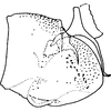Pygofer, lateral view on Arbosiria gracilis Dworakowska, 1994: Pygofer (A. gracilis Dwor.). (Observation).