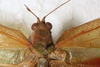 CollectionObject 1566599; NMW 7814, 846642ec-c32a-4565-9963-2b7fa74ecbd9: male pronotum and stridulatory area, dorsal view. (CollectionObject).
