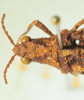 CollectionObject 1498694; d315aa8c-f889-46fa-b174-2a7894671064: female head and pronotum, dorsal view. (CollectionObject).