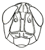 Shelfordites aberrans Karny, 1910: Fig. 12 (after type). female face. (Otu).