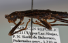 CollectionObject 1563141; 962a9609-c023-46f7-ba95-d56b44888008: copyright USNM, Washington. (CollectionObject).