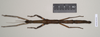 CollectionObject 1559486; NHMUK(SF IMPORT DUPLICATE) 844640, 6c7e4486-9f0b-409b-92cd-0e12394dfd54: copyright Natural History Museum, London. female (holotype). (CollectionObject).