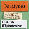 CollectionObject 1567302; 98e0f6ac-6f8b-4ff8-bb1a-2f6007785b5a: labels (paratype of Pholidoptera brachynota). (CollectionObject).