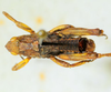CollectionObject 1498699; 030eafed-5045-4cf5-b2b3-b3cec72c93da: male, dorsal view. (CollectionObject).