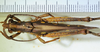 male, dorsal view. Depicts CollectionObject 1498682; a6f71bae-af83-473d-8545-a86e47bb5a69, a CollectionObject.