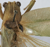 CollectionObject 1539775; b4797a1c-72f3-4213-ac57-10e0ac17fc21: male stridulatory apparatus (syntype). (CollectionObject).