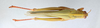 CollectionObject 2833378; CNCI 981398, 95e6c135-ba56-4bcb-8cd9-07d633ee03c8: Chondracris rosea. Dorsal view. (CollectionObject).