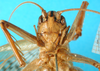 CollectionObject 1578130; b792f22b-b223-4917-91cf-0ee33312696c: female, frontal view. (CollectionObject).