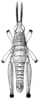 Parasphena pulchripes (Gerstaecker, 1869): Fig. 90 a. male, dorsal view. (Otu).