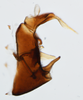 Pygofer, lateral view on Bakerella maculata Crawford, 1914: (Observation).